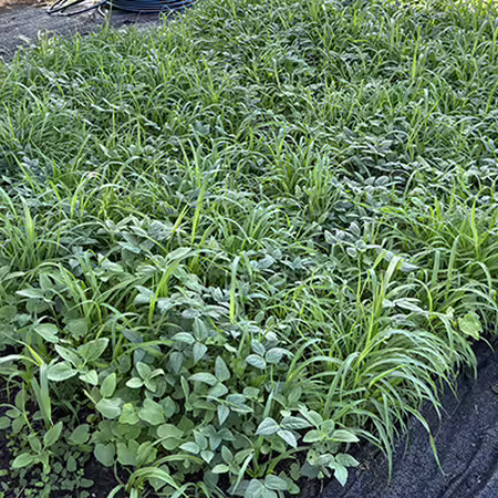 an established stand of summer cover crop plants creating a carpet of green on the soil