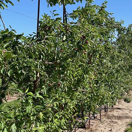 row of apple trees in an orchard