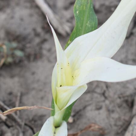 white bleached out leaves on sweet corn seedling