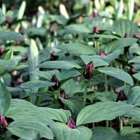 trillium