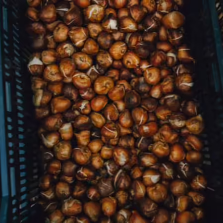 dormant tulip bulbs in black trays