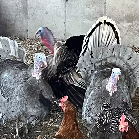 chickens and turkeys gathered together in a barn