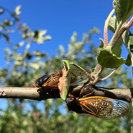 two periodical cicadas on an apple tree limb
