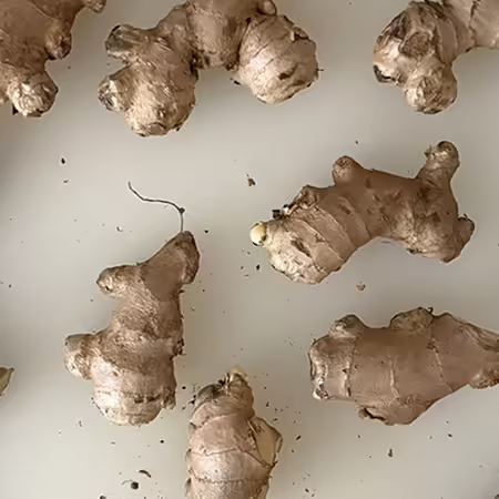 dormant ginger rhizomes ready to pre-sprout
