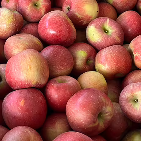 A pile of red apples