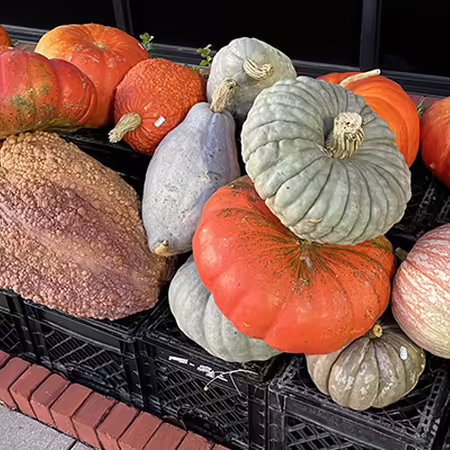 display of orange, blue, and tan pumpkins on top of upside down milk crates
