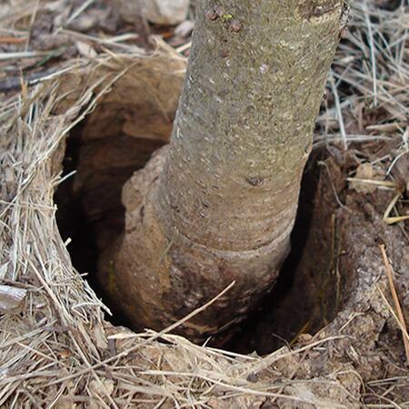 young tree trunk in a hole