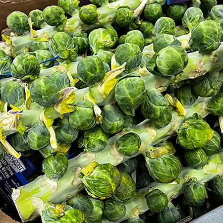stalks of brussels sprouts laying out on display at a market