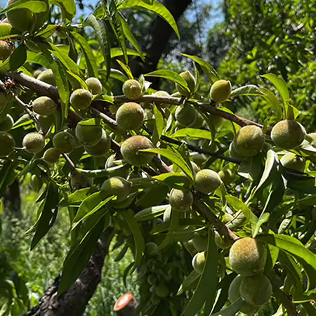 A peach tree with green leaves and many green fruits the size of a marble.