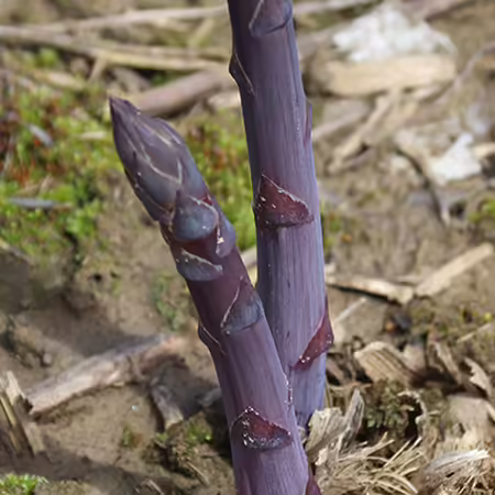 Close-up of a purple asparagus stalk