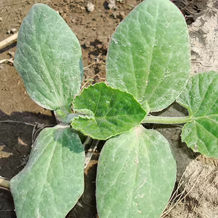 image of two pumpkin seedlings emerged side by side on bare ground, each with two cotyledons and a small first true leaf.