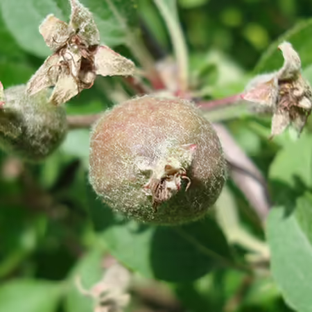 close up of small apple fruit forming on the tree