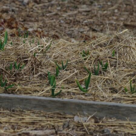 garlic growing in a raised bed in March 2022