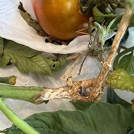 tomato stem with section of dying tan colored tissue