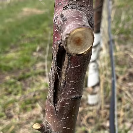 A small diameter apple trunk with a vertical split in the bark from winter damage