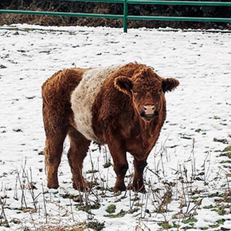 cow in snow covered field