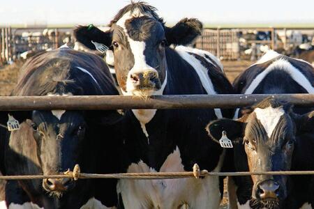 dairy cows at farm
