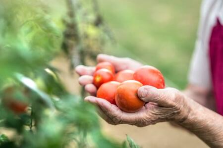 ripe tomatoes in hand, plentiful bounty
