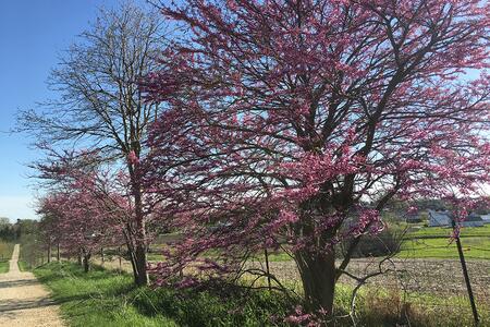 A pair of redbud trees in bloom with pink flowers in spring alongside gravel road