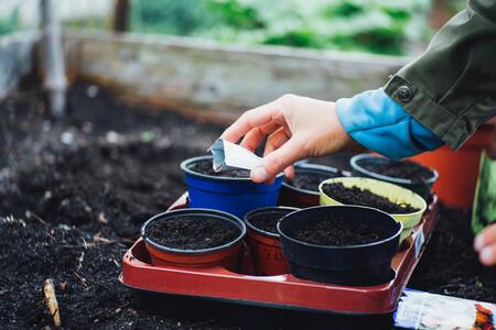 putting seeds in pots of soil