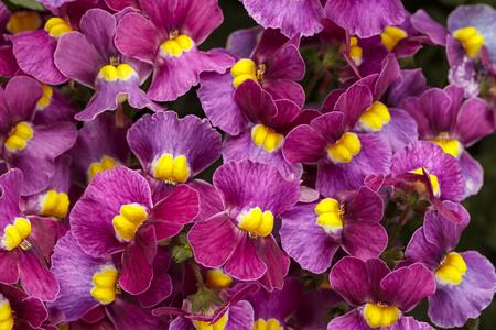 bright purple flowers with yellow center