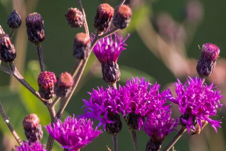 Purple and pink blooming native plant in field