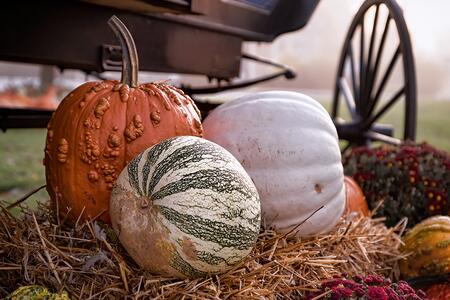 pumpkins and mums near wagon 