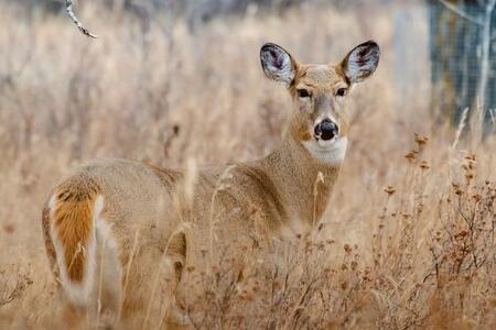 White-tailed deer standing amongst trees in a grassy area. 