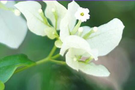 White flower promoting gardening workshop