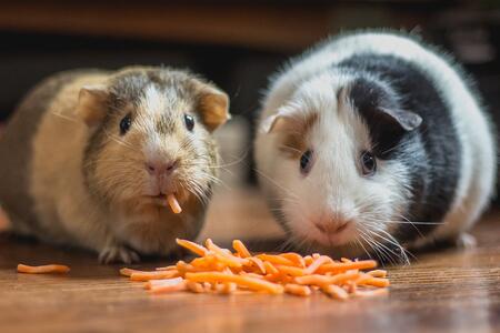 two guinea pigs eating carrots