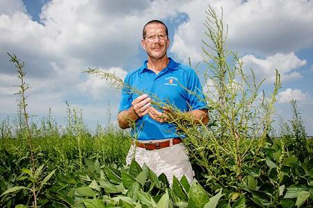 Aaron Hager standing in soybean field surrounded by the weed waterhemp