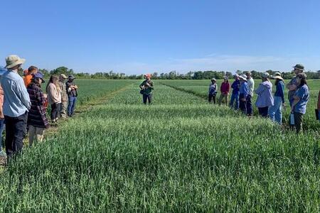 Small grains breeder Juan Arbelaez speaks to a small crowd in a green wheat field 