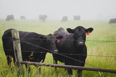 Black Angus cows standing in grassy pasture near wire fence.
