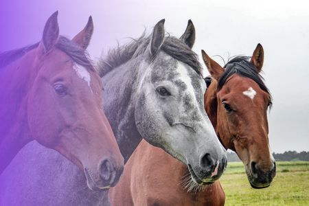 three horses with a purple overlay