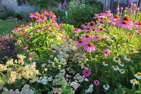 A variety of pollinator-friendly perennial flowers of various colors, sizes, and shapes.