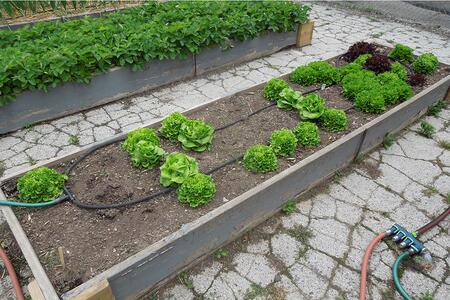 Two raised bed gardens on top of asphalt lot.