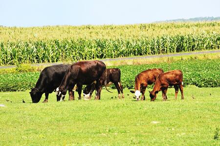 Cattle and crops