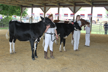 Dairy cows lined up by 4-H members in a barn