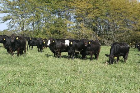 Group of Simmental cattle in grassy pasture at Orr Research Center. 
