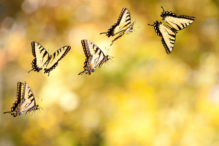 swallowtail butterflies