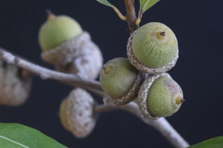 green acorns on an oak branch