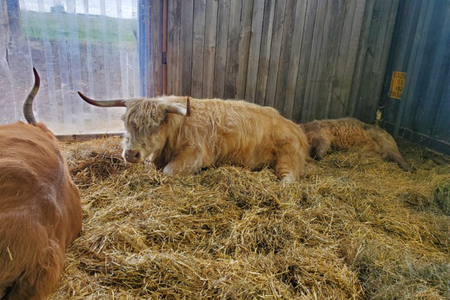 hairy cow with horns laying down in a barn