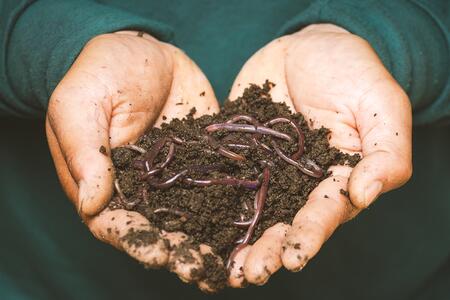 A hand holding dirt and worms