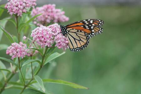 orange and black monarch butterfly sits on pink swamp milkweed flowers