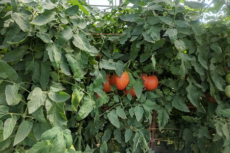 A close up of tomatoes growing off the vine