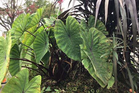 Large elephant leaf plants