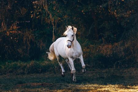 A white horse in front of a forest