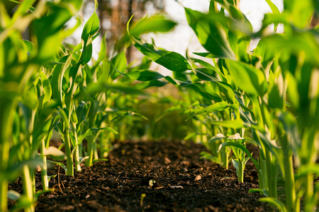 green corn stalks growing out of brown soil