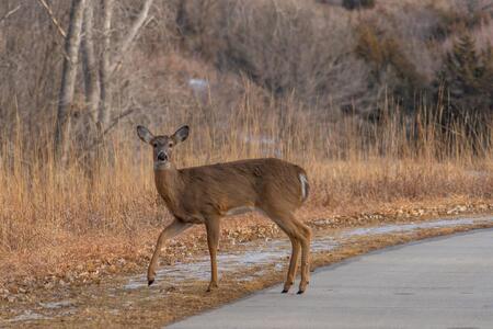 a deer on the side of the road