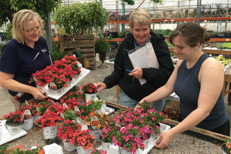 Three peoples looking at flats of flowers in a garden center.